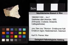 Foto (Objket + Etiketten) von Pithonoton sp. 